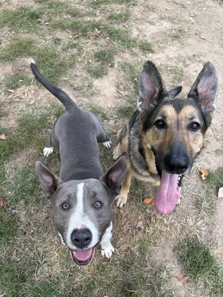 Enlarge Comet, a Adoptable mixed breed in Wayne, NJ image 2/2