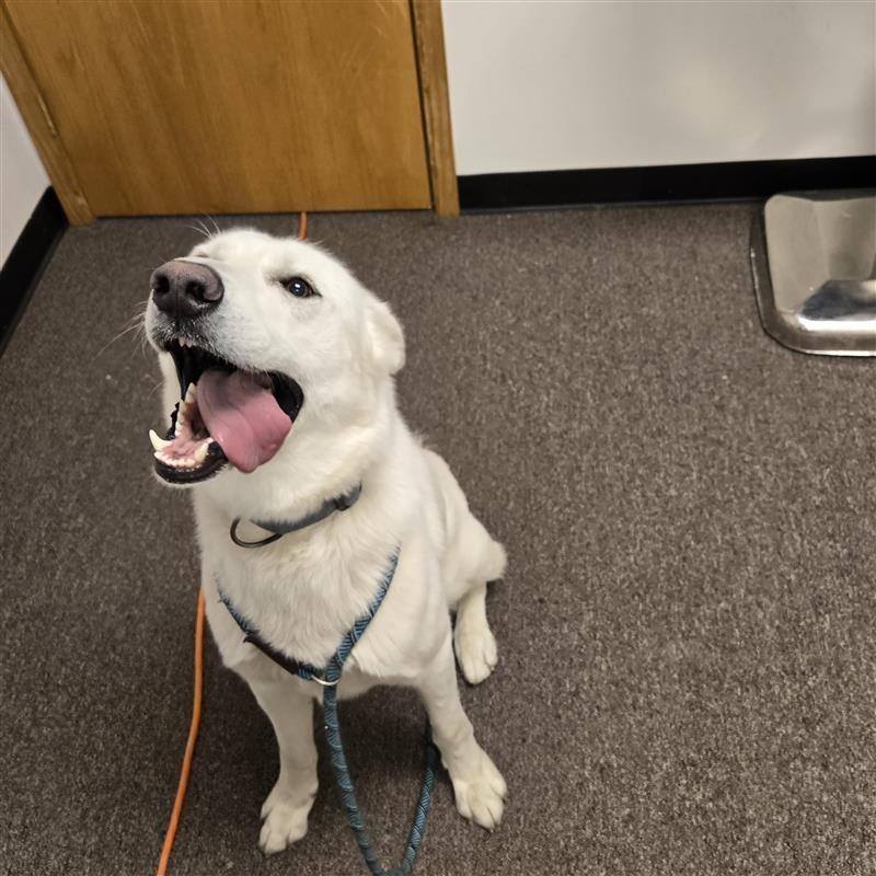 Enlarge Kristoff, a Adoptable mixed breed in Red Oak, TX image 1/1