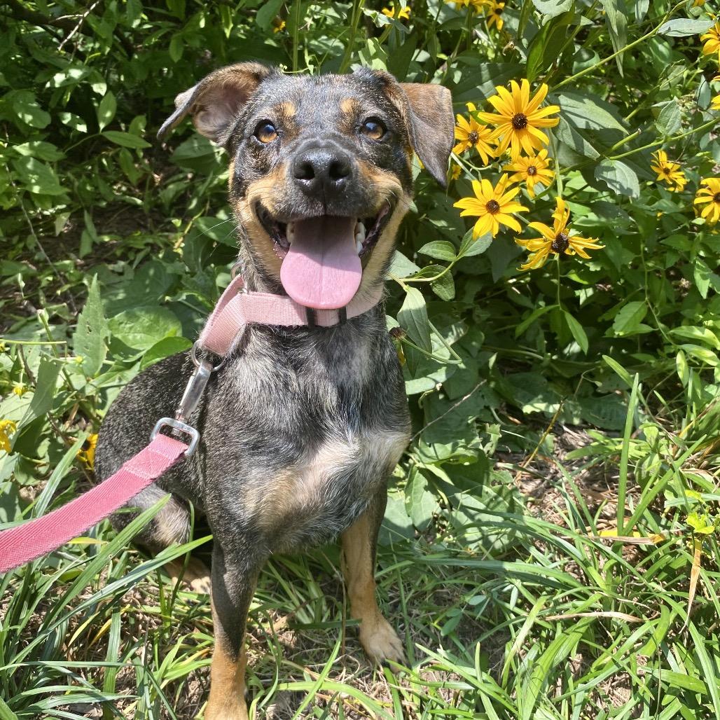 Enlarge Jayde, a Adoptable mixed breed in Victoria, BC image 3/6