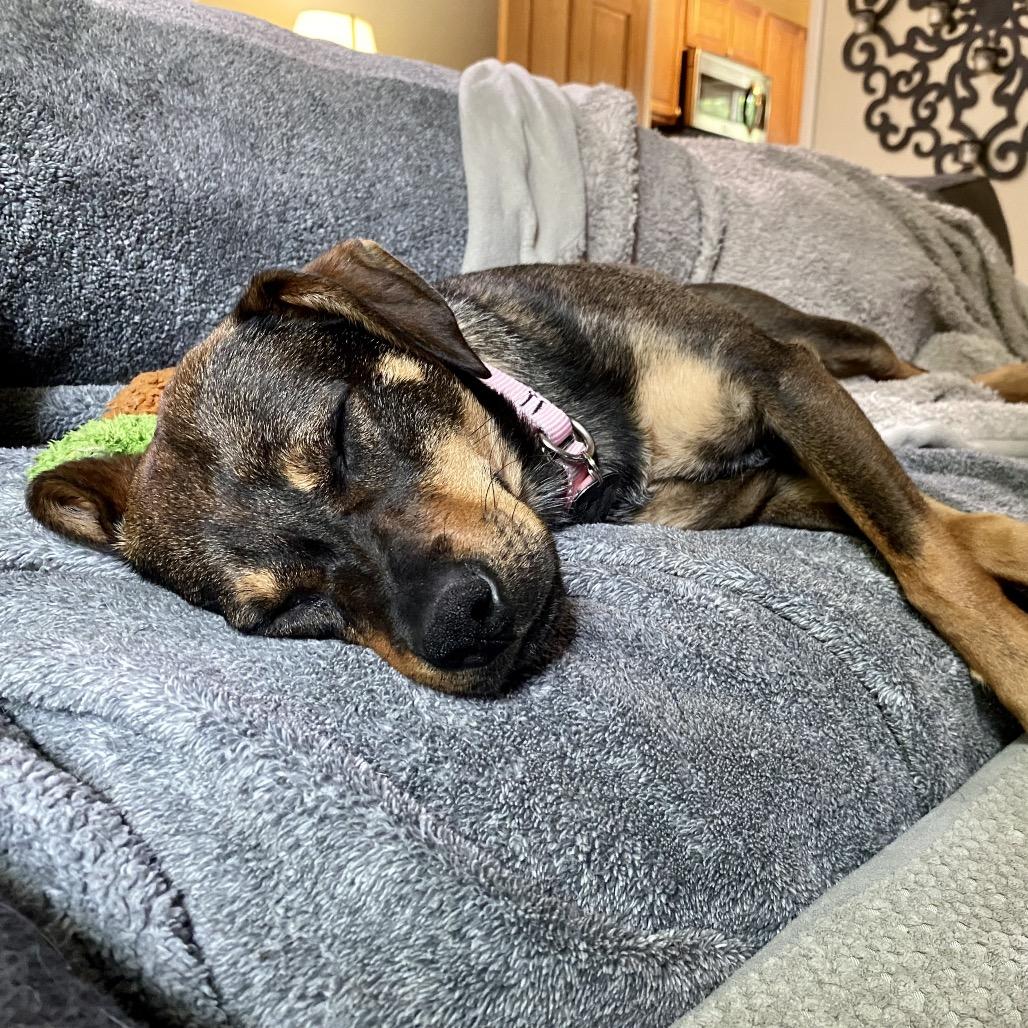 Jayde, Adoptable, Adult Female Beagle & Terrier.