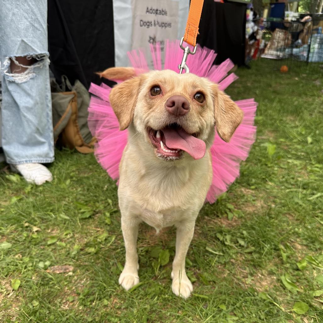 Shayla Chunks, Adoptable, Young Female Chihuahua & Mixed Breed.