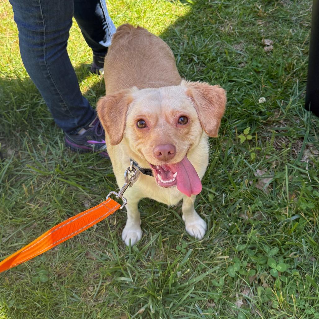 Shayla Chunks, a Adoptable mixed breed in West Chester, PA image 2/6