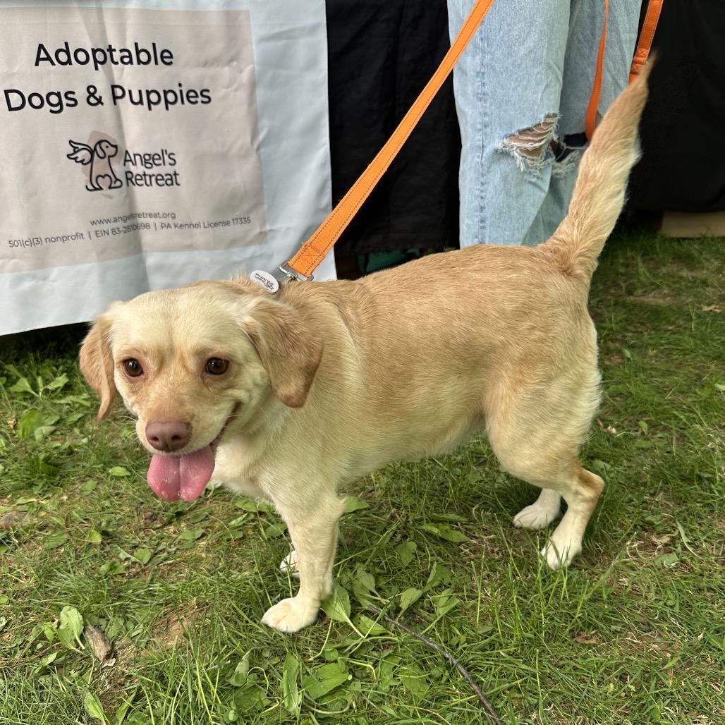 Shayla Chunks, a Adoptable mixed breed in West Chester, PA image 4/6