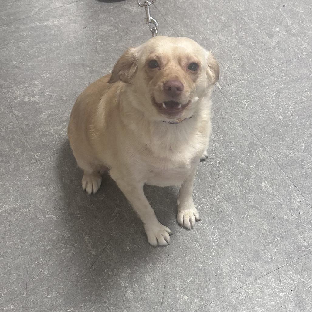 Shayla Chunks, a Adoptable mixed breed in West Chester, PA image 5/6