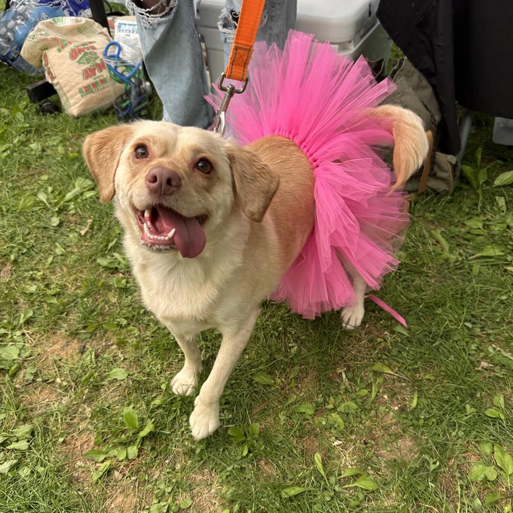 Shayla Chunks, a Adoptable mixed breed in West Chester, PA image 6/6