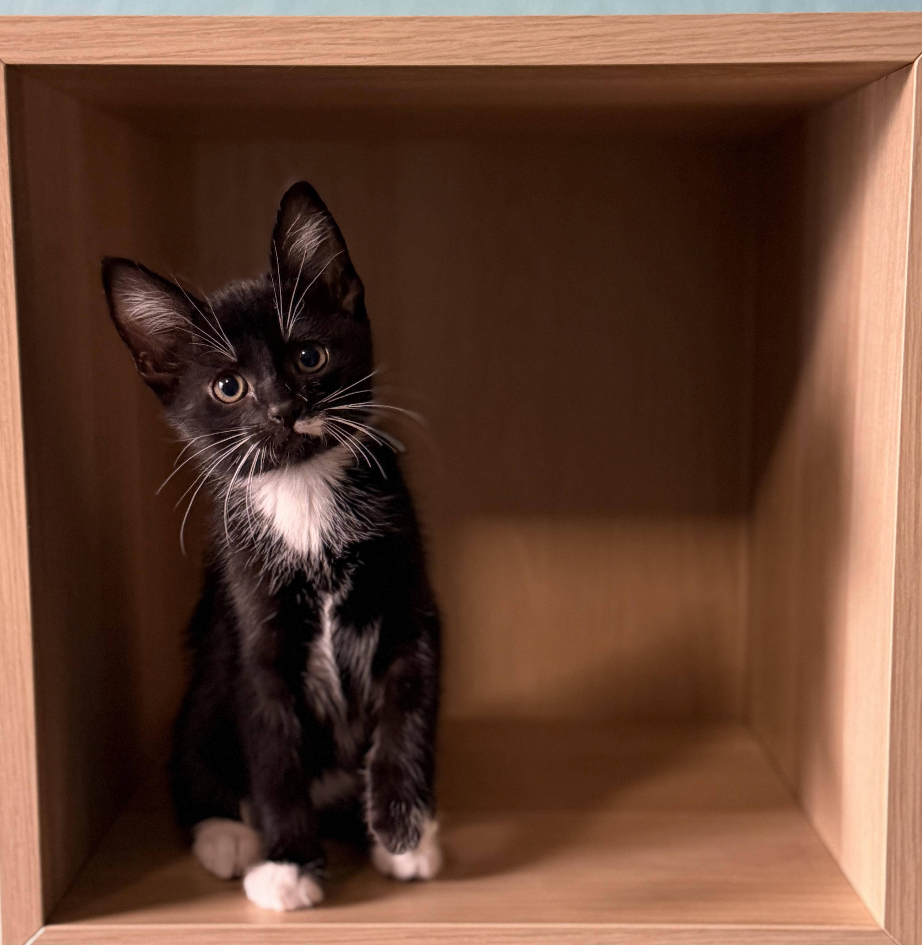 Enlarge Luna and Cosmo (siblings), a Adopted mixed breed in Federal Way, WA image 5/6