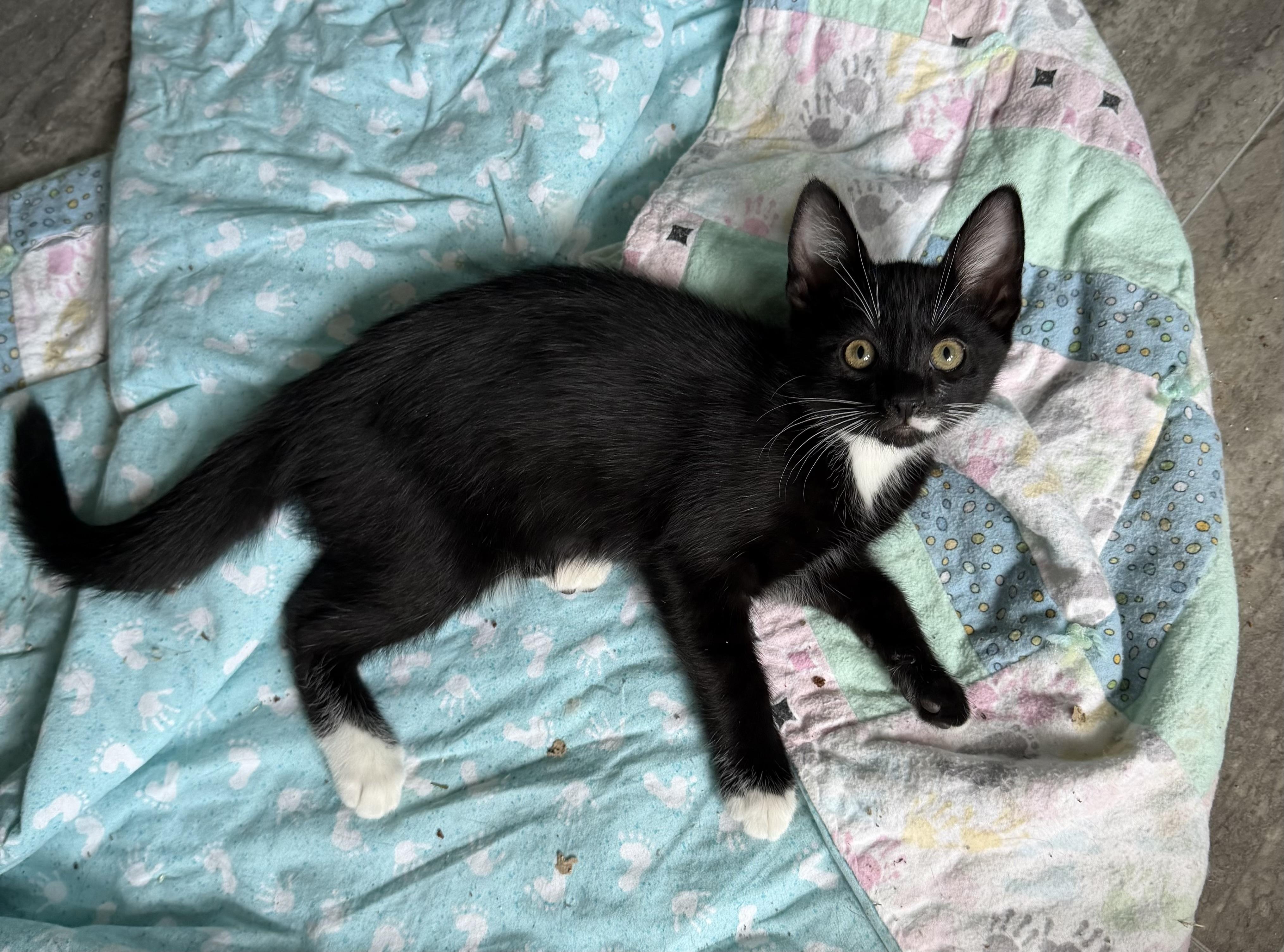 Enlarge Luna and Cosmo (siblings), a Adopted mixed breed in Federal Way, WA image 4/6