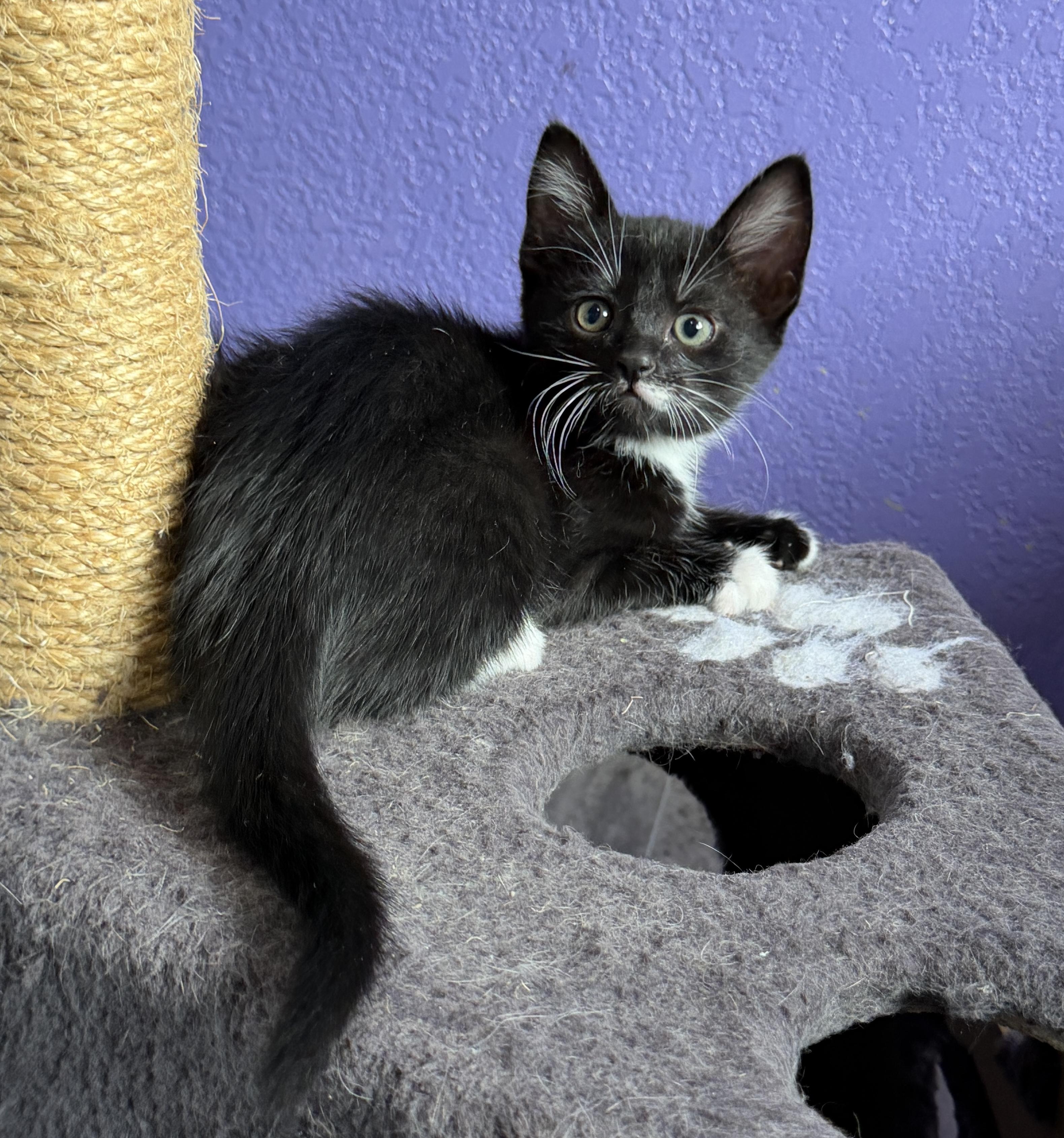 Enlarge Luna and Cosmo (siblings), a Adopted mixed breed in Federal Way, WA image 3/6