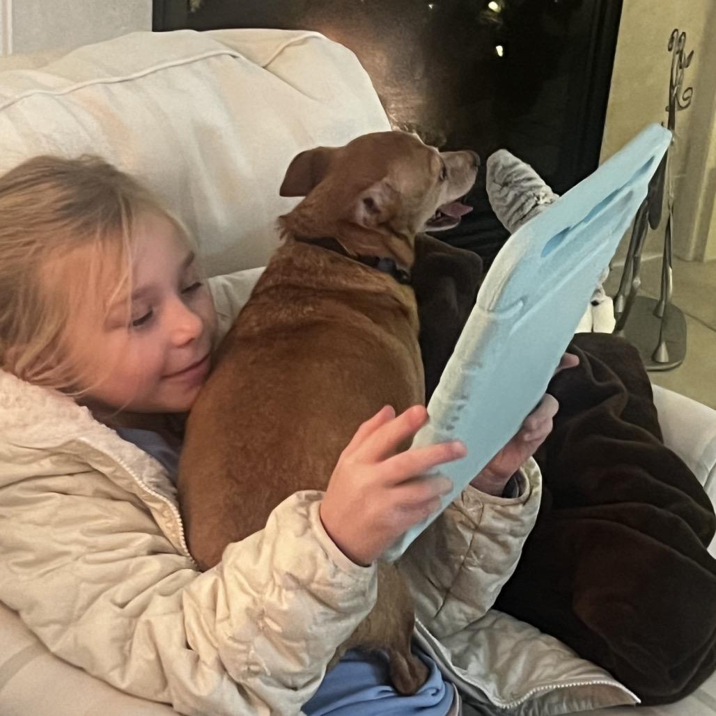 Ginny, Adoptable, Adult Female Chihuahua.