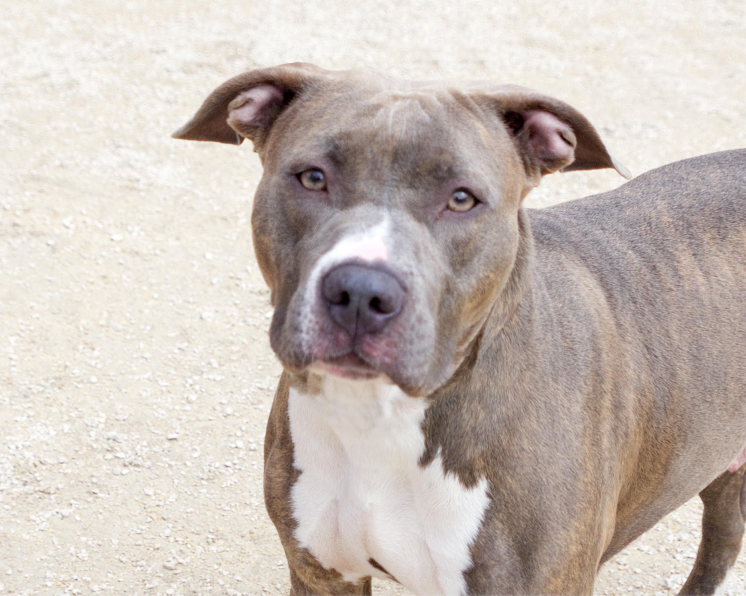 Enlarge Dahlia, an adoptable Pit Bull Terrier in Winnipeg, MB image 1/3