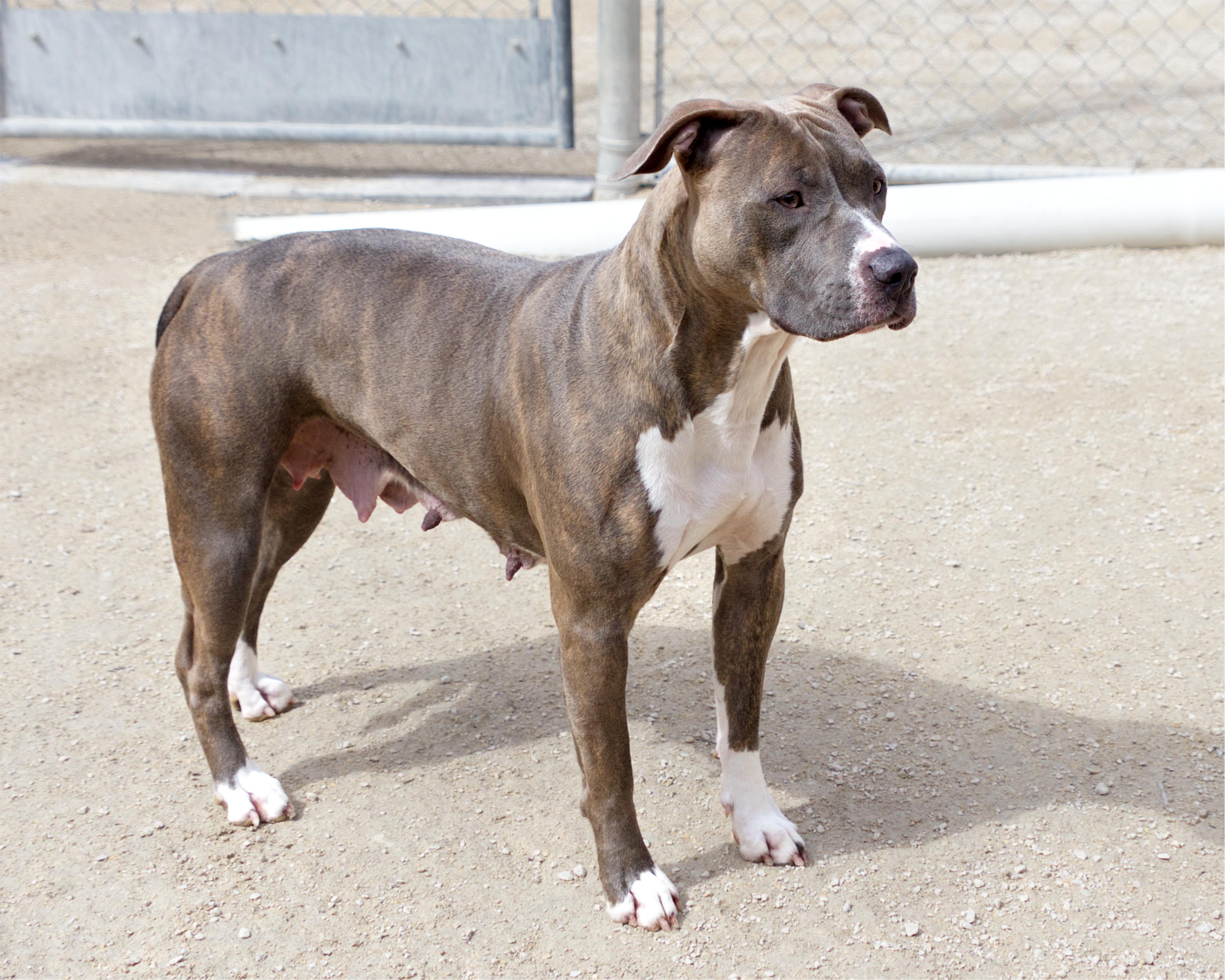 Enlarge Dahlia, an adoptable Pit Bull Terrier in Winnipeg, MB image 2/3