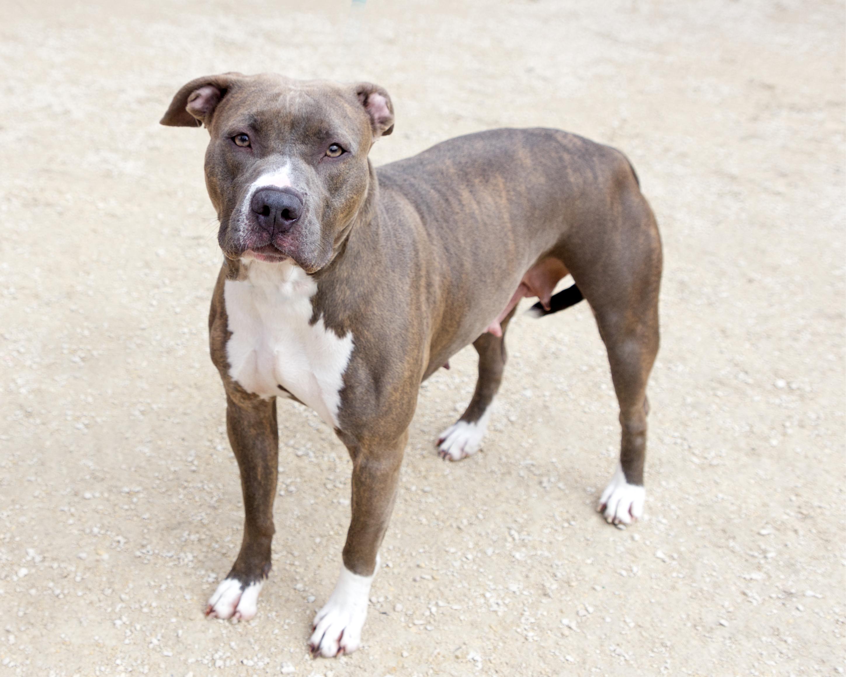 Enlarge Dahlia, an adoptable Pit Bull Terrier in Winnipeg, MB image 3/3