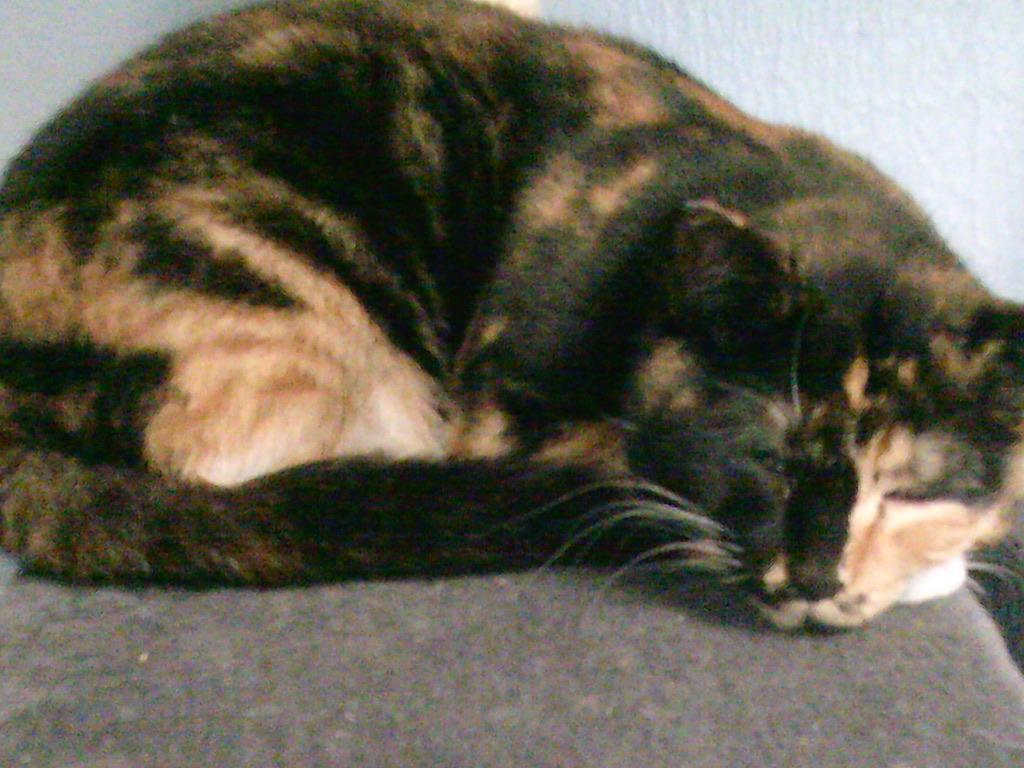 Enlarge Daisy Mae, a Adoptable Domestic Short Hair in Gig Harbor, WA image 3/4