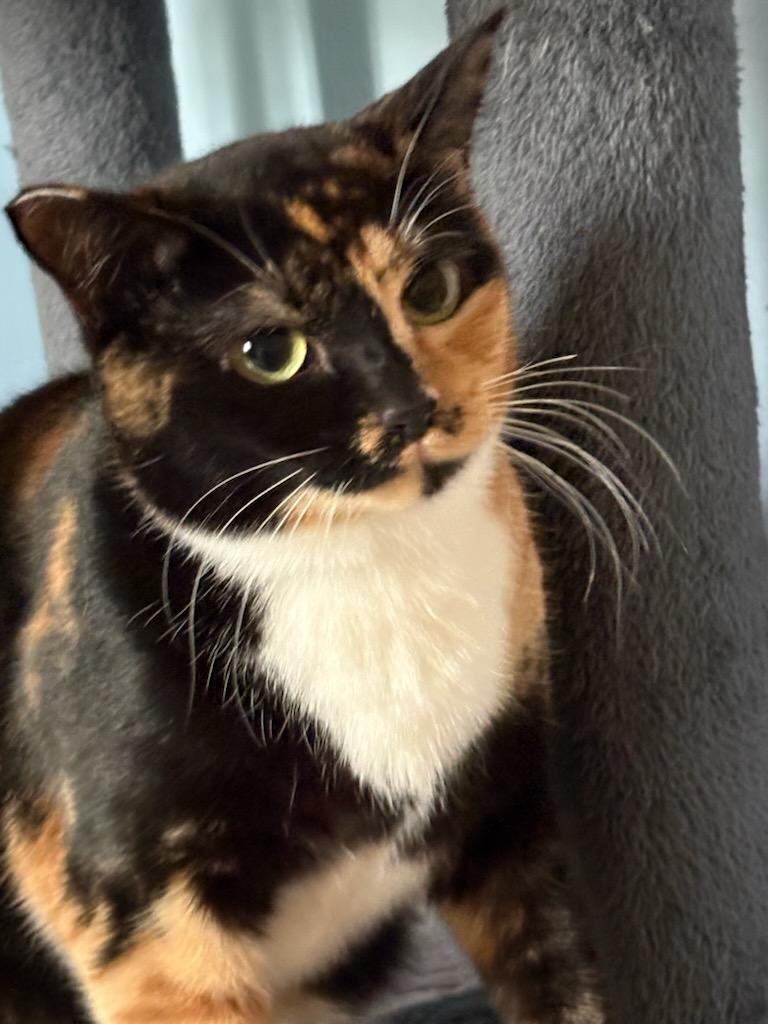 Enlarge Daisy Mae, a Adoptable Domestic Short Hair in Gig Harbor, WA image 1/4