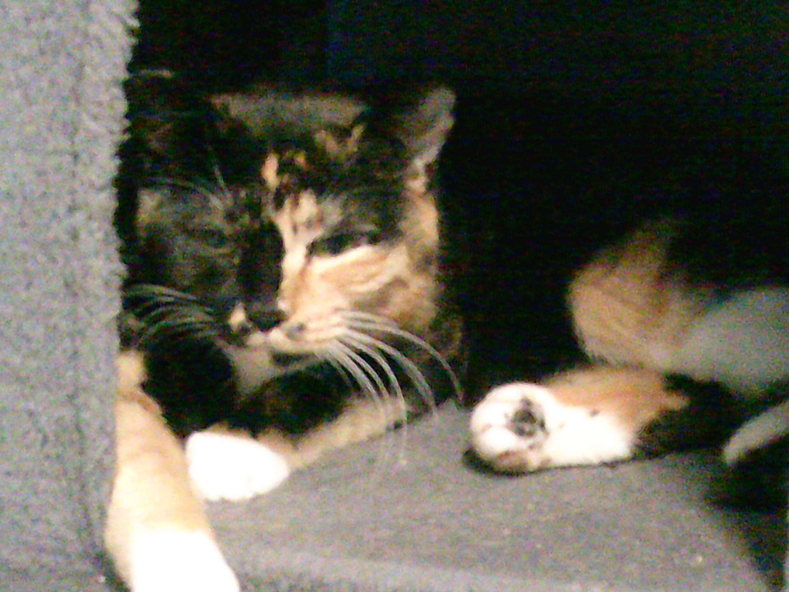 Enlarge Daisy Mae, a Adoptable Domestic Short Hair in Gig Harbor, WA image 2/4