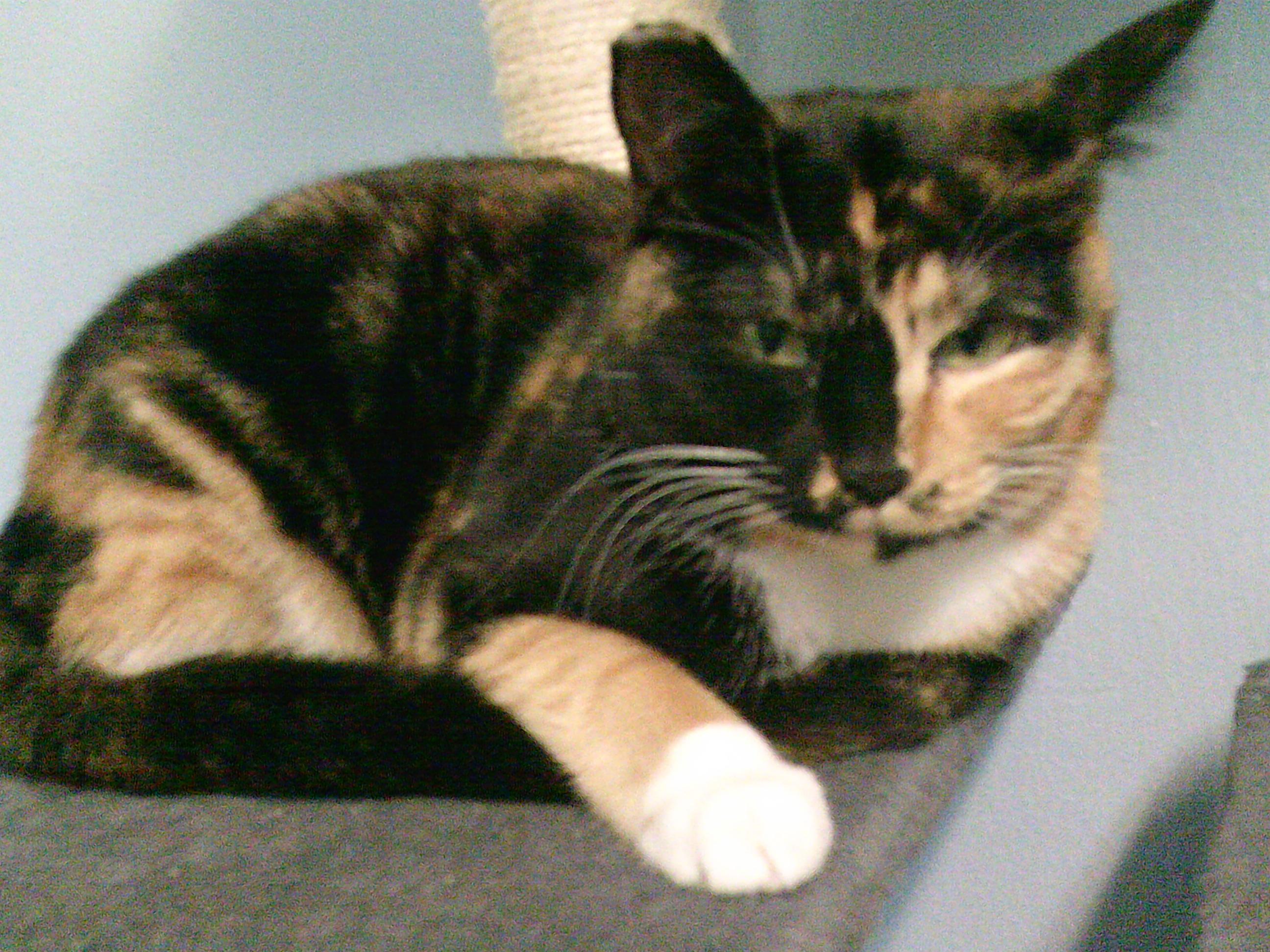 Enlarge Daisy Mae, a Adoptable Domestic Short Hair in Gig Harbor, WA image 4/4