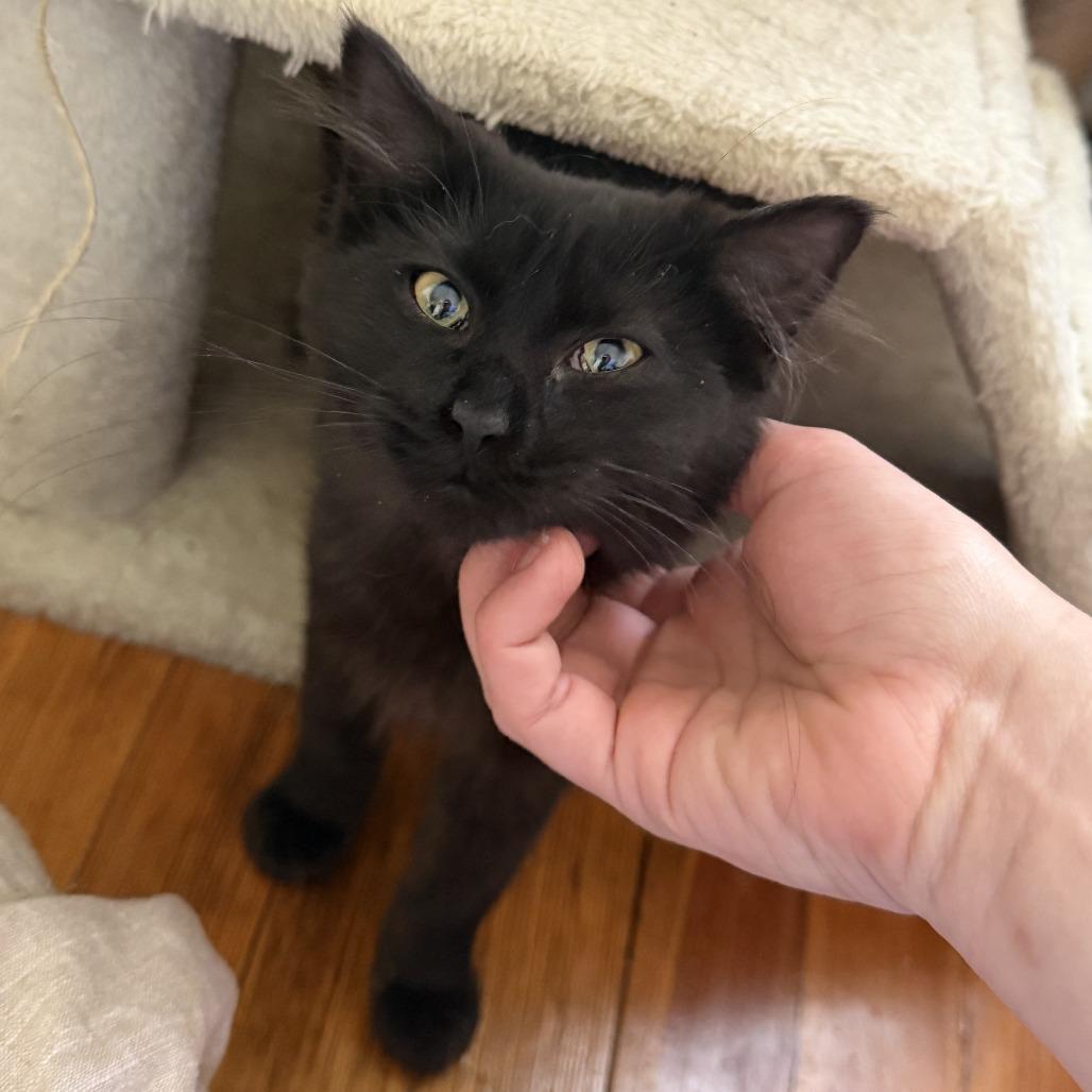 Prax, Adoptable, Kitten Female Domestic Medium Hair.