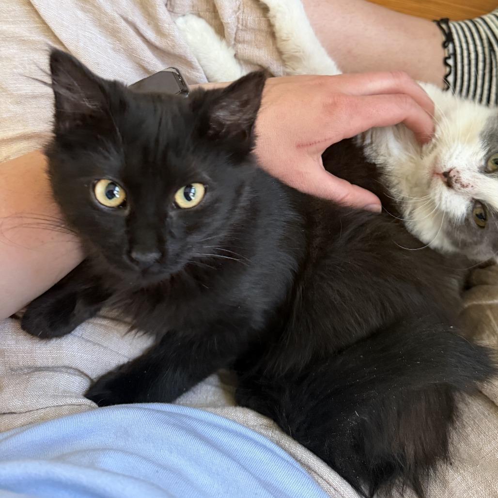 Prax, a Adoptable Domestic Medium Hair in Wichita, KS image 2/5