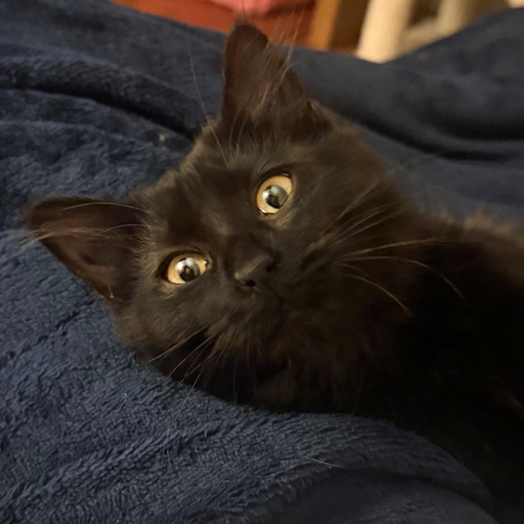 Prax, a Adoptable Domestic Medium Hair in Wichita, KS image 3/5