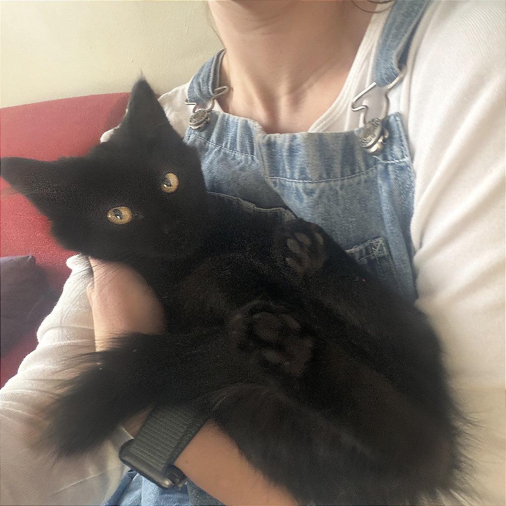 Prax, a Adoptable Domestic Medium Hair in Wichita, KS image 4/5