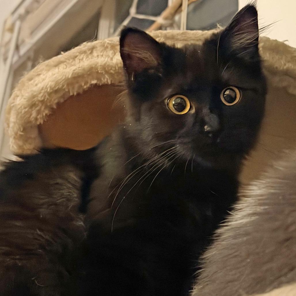 Prax, a Adoptable Domestic Medium Hair in Wichita, KS image 5/5