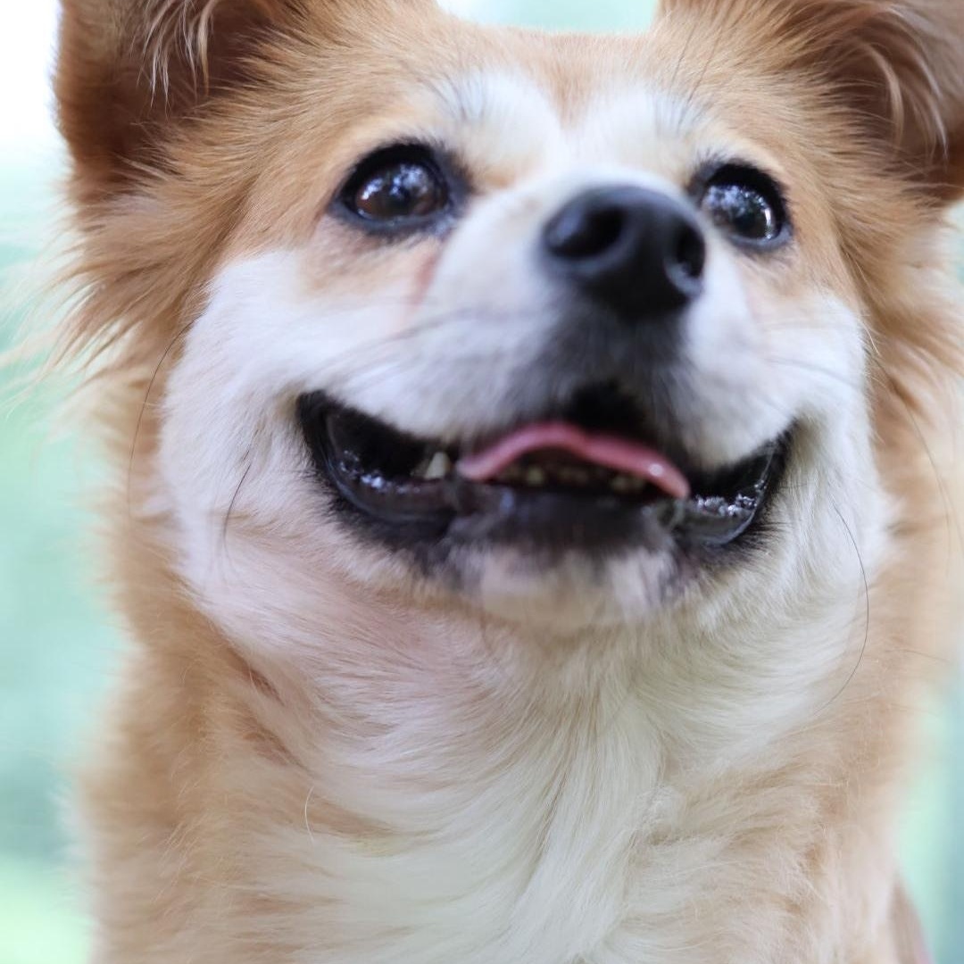 Enlarge Maple, a Adopted Mixed Breed in Markham, ON image 3/4