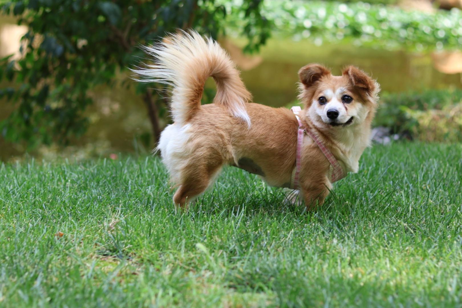 Enlarge Maple, a Adopted Mixed Breed in Markham, ON image 2/4