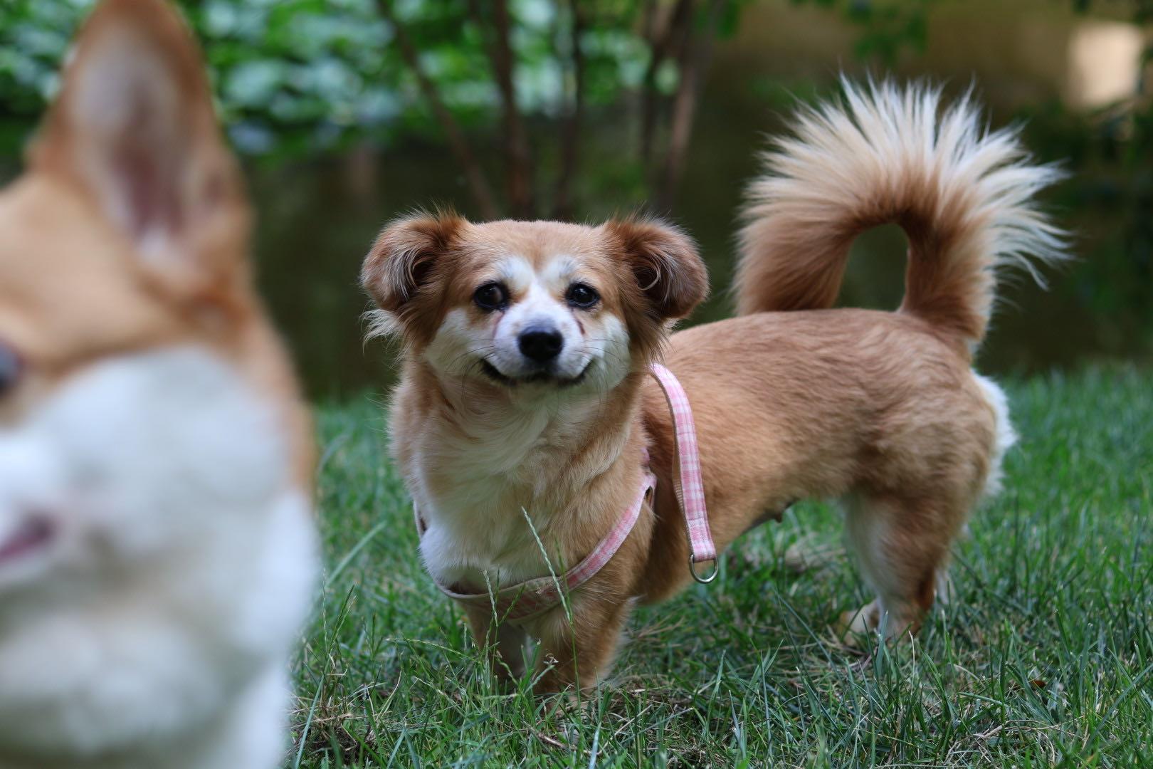 Enlarge Maple, a Adopted Mixed Breed in Markham, ON image 4/4