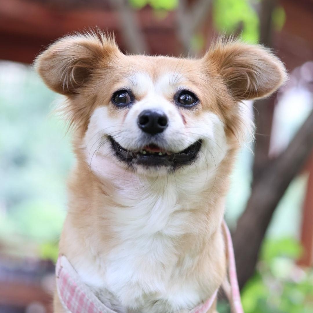 Enlarge Maple, a Adopted Mixed Breed in Markham, ON image 1/4