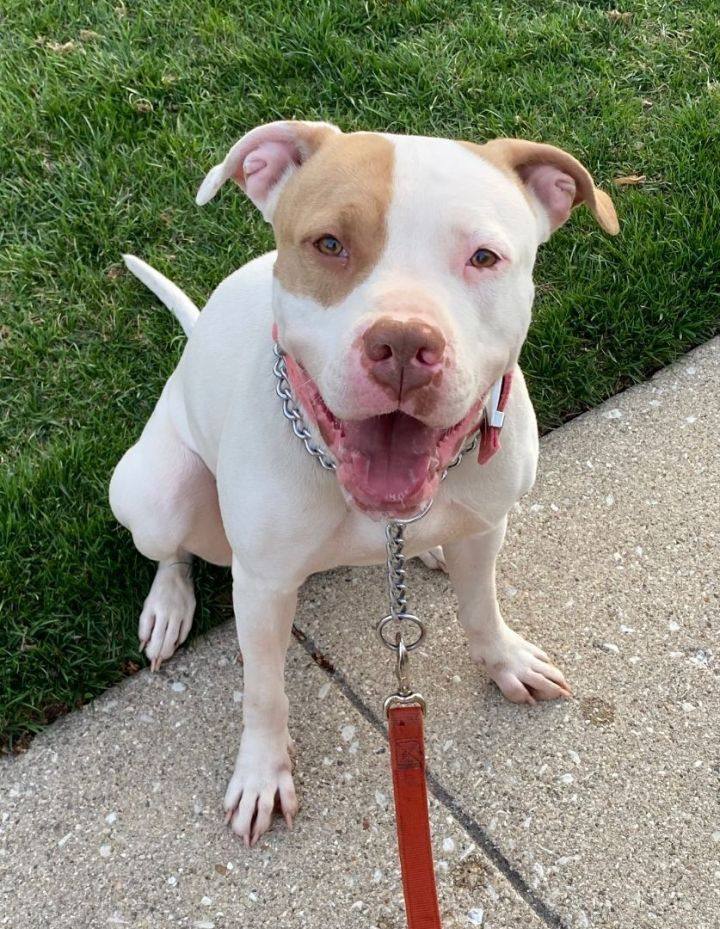 Ellie, Adopted, Adult Female American Staffordshire Terrier & Pit Bull Terrier.