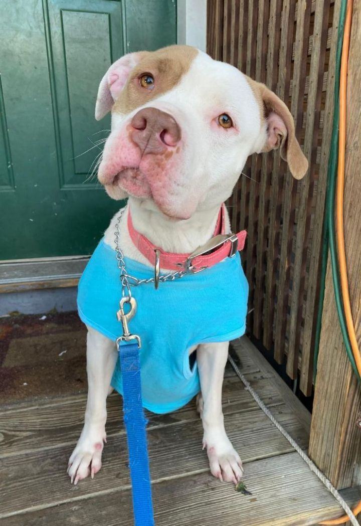 Ellie, a Adopted mixed breed in Valparaiso, IN image 2/4