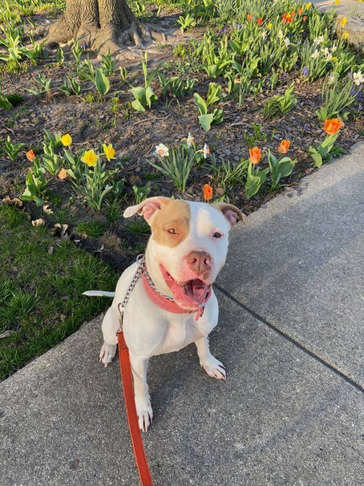 Ellie, a Adopted mixed breed in Valparaiso, IN image 4/4