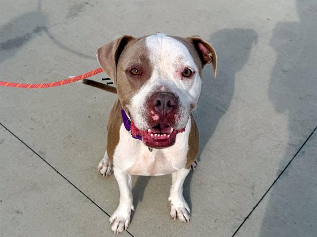 KLAY, Adoptable, Adult Male Pit Bull Terrier.