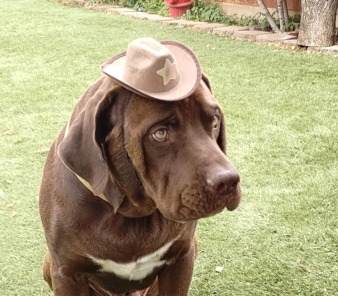 Hank, Adopted, Young Male Chocolate Labrador Retriever & Bullmastiff.