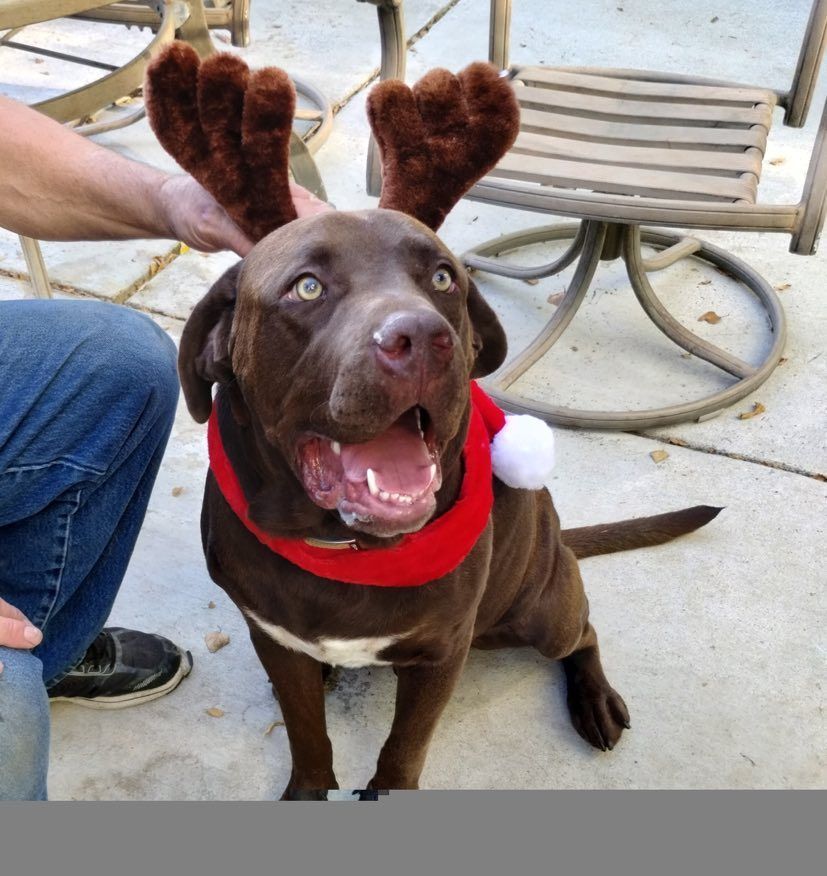 Hank, a Adopted mixed breed in Willits, CA image 2/5