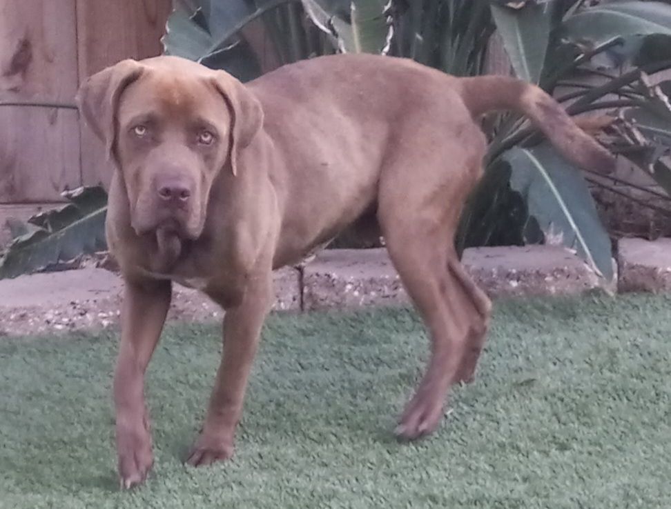 Hank, a Adopted mixed breed in Willits, CA image 3/5