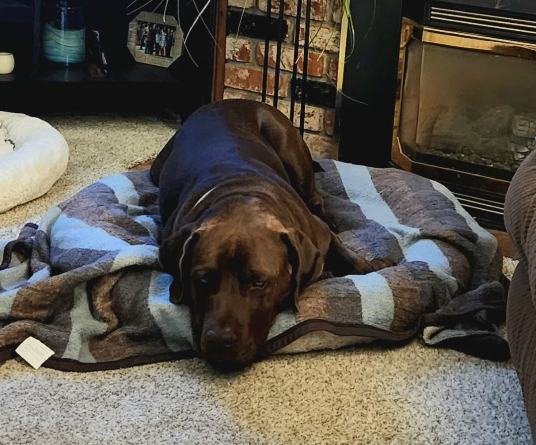 Hank, a Adopted mixed breed in Willits, CA image 4/5