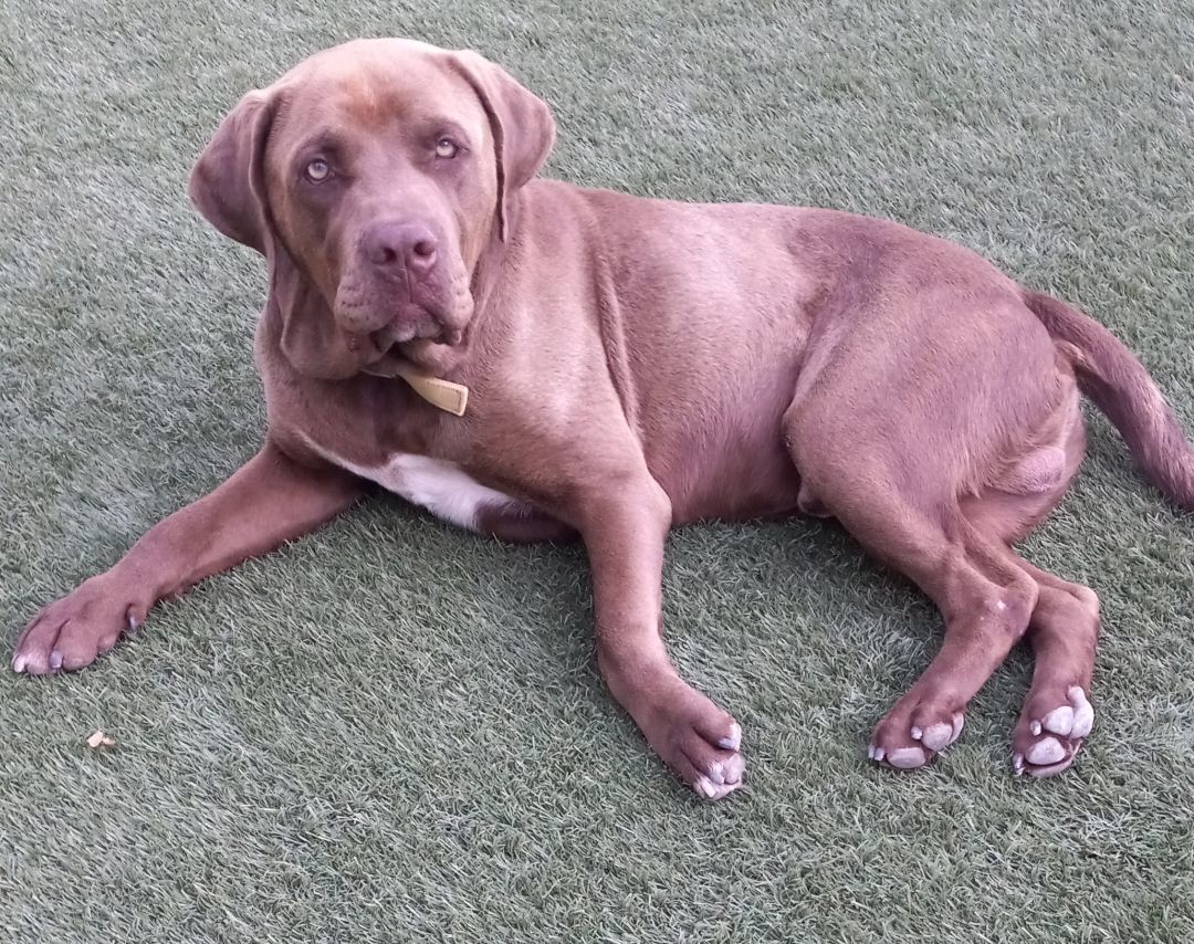 Hank, a Adopted mixed breed in Willits, CA image 5/5