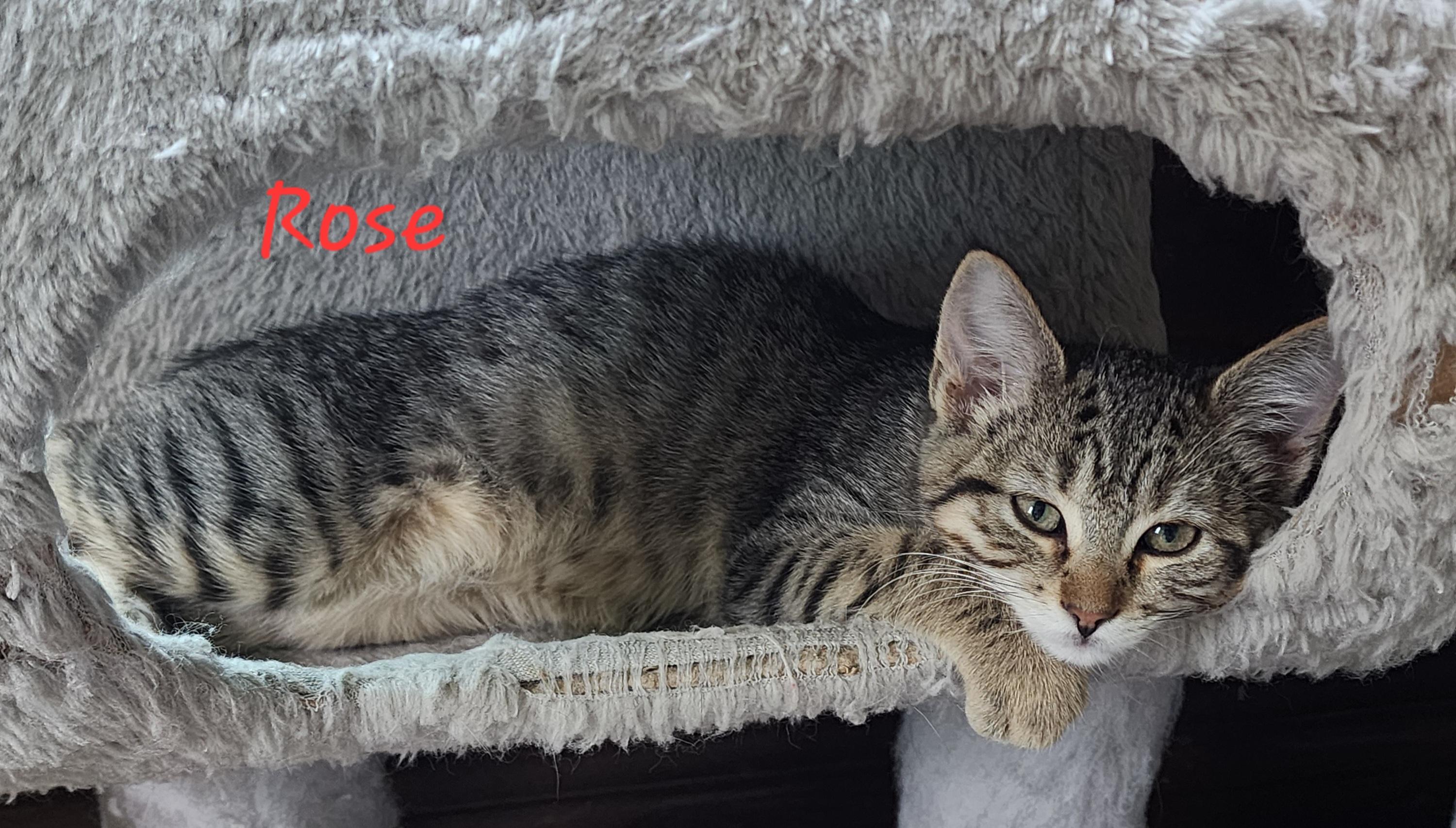 Rose, Adoptable, Kitten Female Domestic Short Hair.