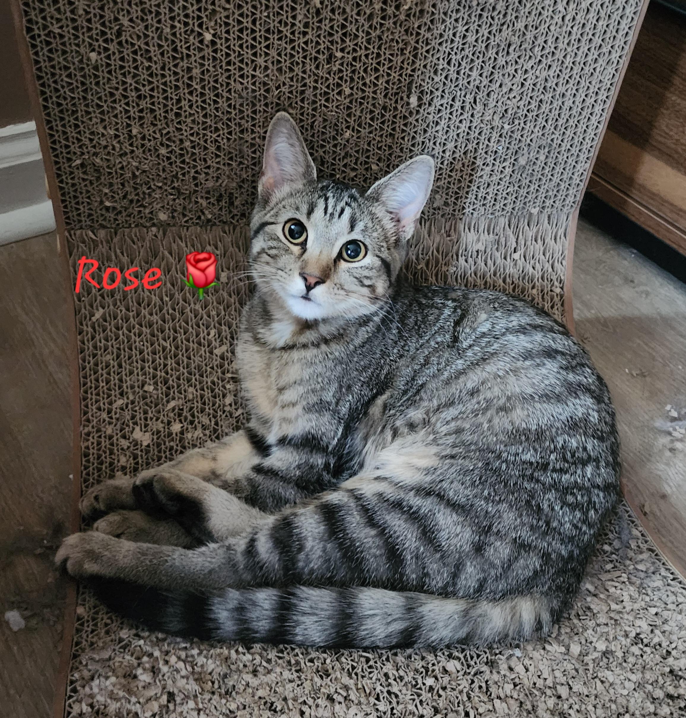 Rose, a Adoptable Domestic Short Hair in Waterloo, IA image 1/3