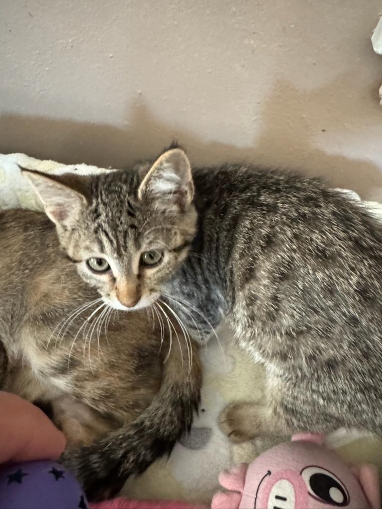 Rose, a Adoptable Domestic Short Hair in Waterloo, IA image 3/3