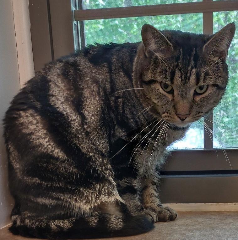 Maximus, Adult Male Domestic Short Hair