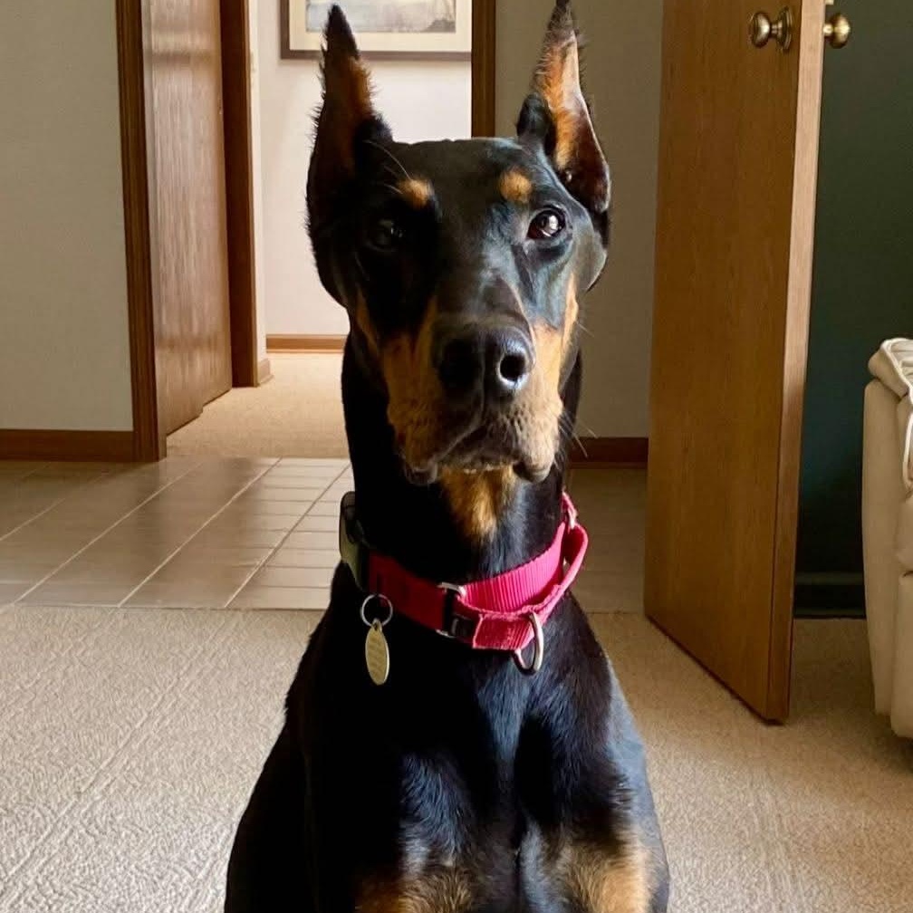 Allard, Adopted, Adult Male Doberman Pinscher.