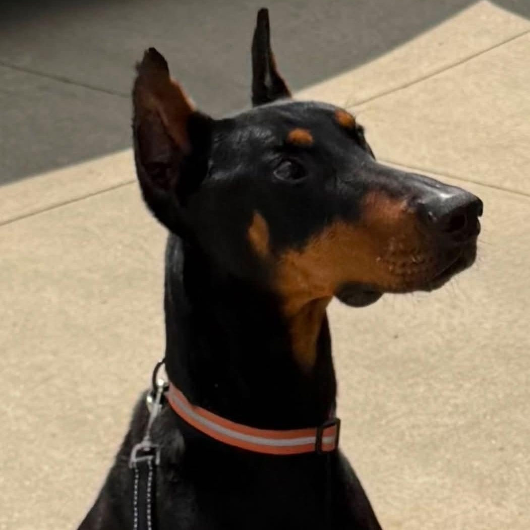 Enlarge Allard, a Adopted Doberman Pinscher in Columbus, OH image 2/2