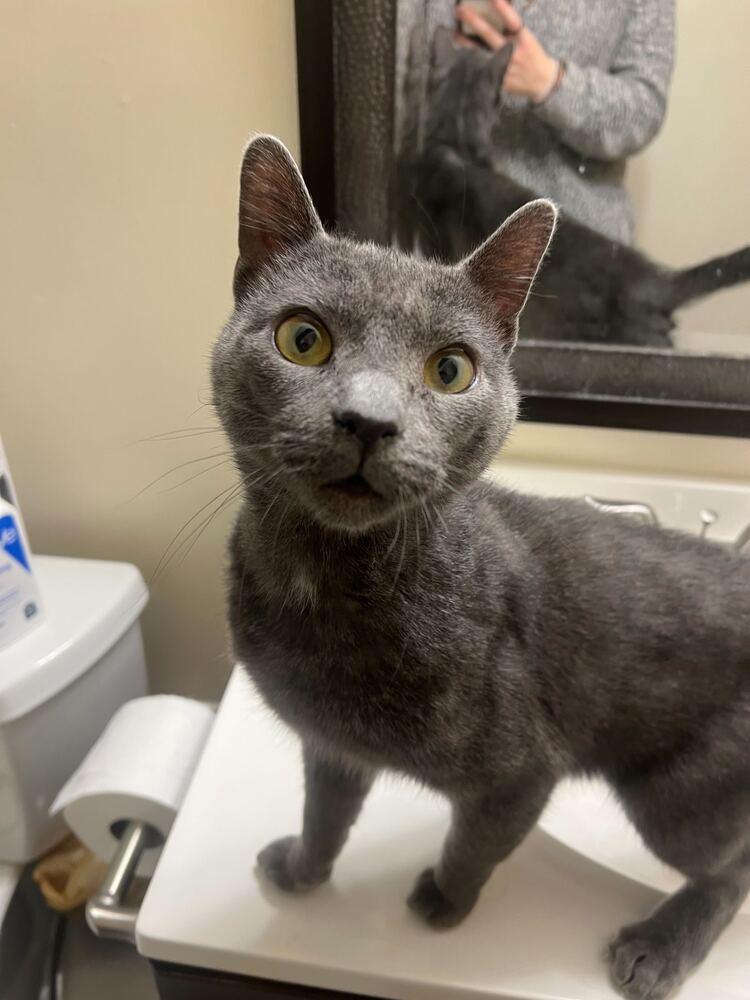 Russel, Adopted, Adult Male Domestic Short Hair.