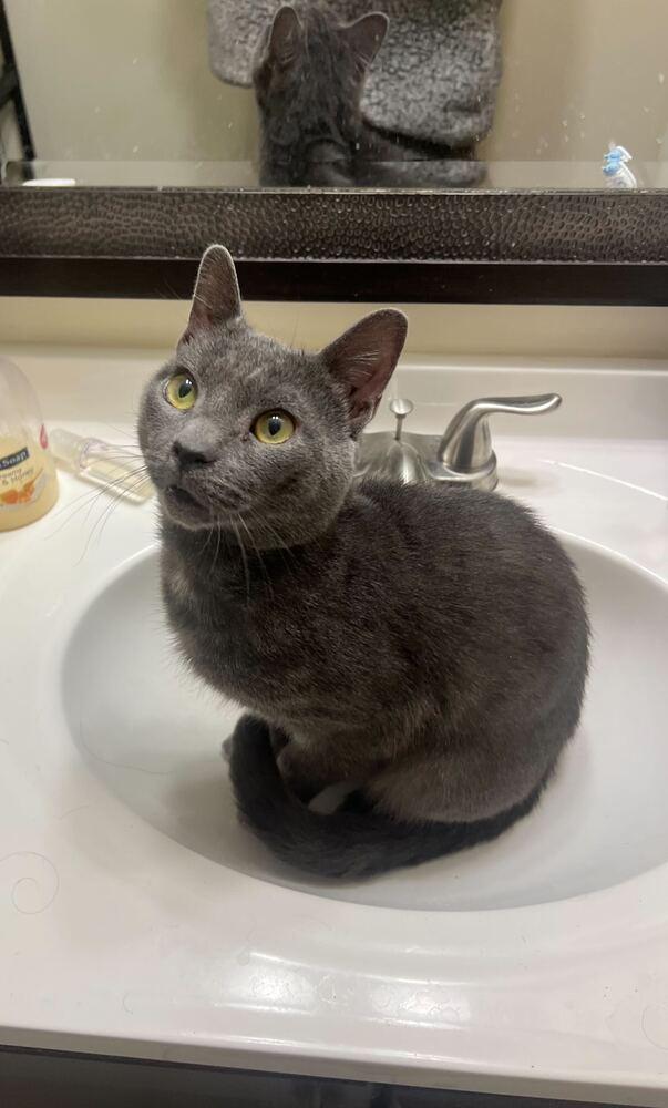 Russel, Adopted, Adult Male Domestic Short Hair.