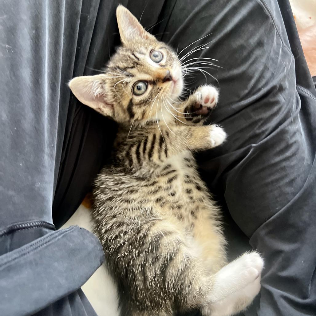 Enlarge Jamie-son, a Adoptable Domestic Short Hair in Juno Beach, FL image 1/2