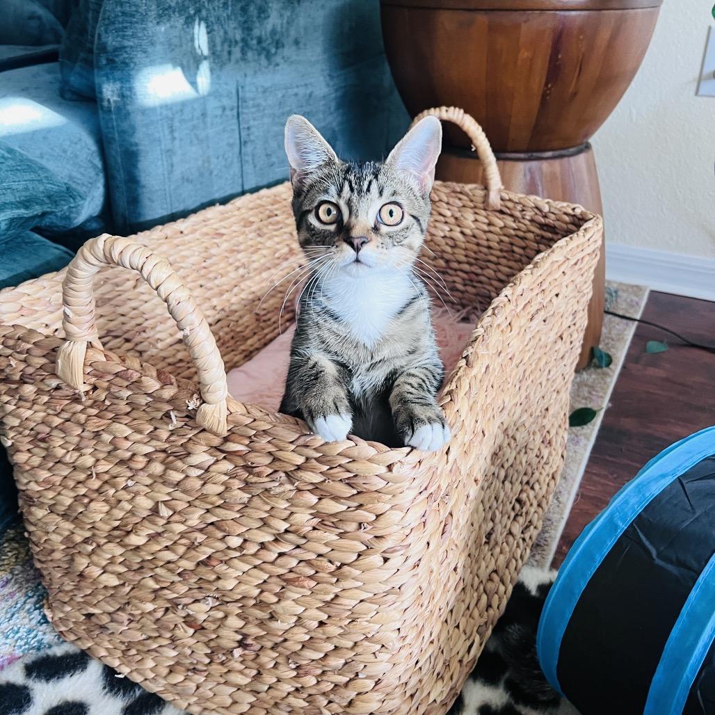 Enlarge Jamie-son, a Adoptable Domestic Short Hair in Juno Beach, FL image 3/3