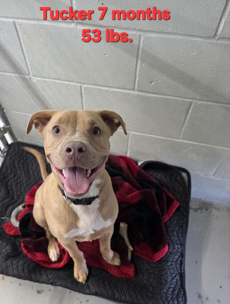 Tucker, Adoptable, Young Male Pit Bull Terrier.