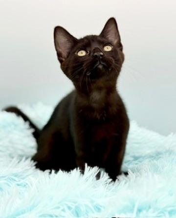 Caterpillar, Adoptable, Kitten Male Domestic Short Hair.